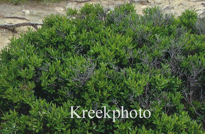 Rhododendron canadense