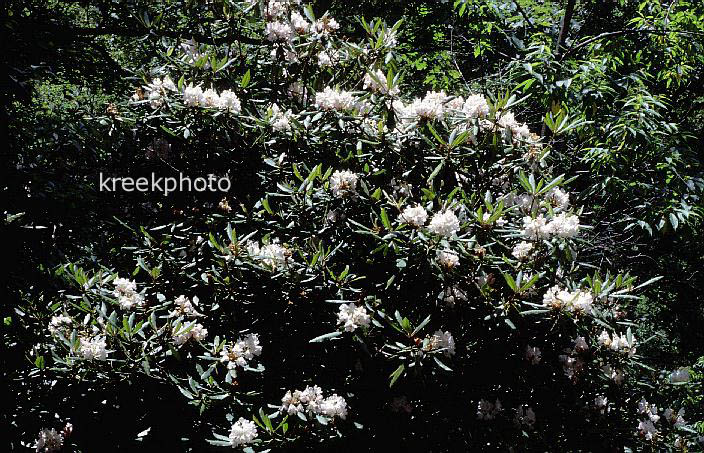 Rhododendron catawbiense