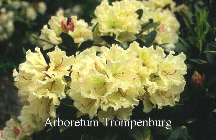 Rhododendron caucasicum