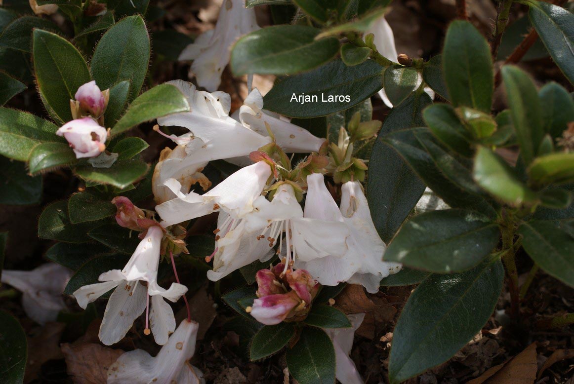 Rhododendron ciliatum