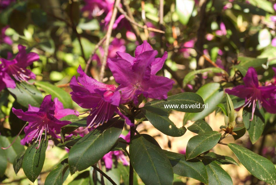 Rhododendron concinnum