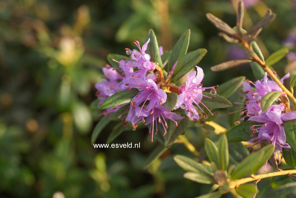 Rhododendron dasypetalum