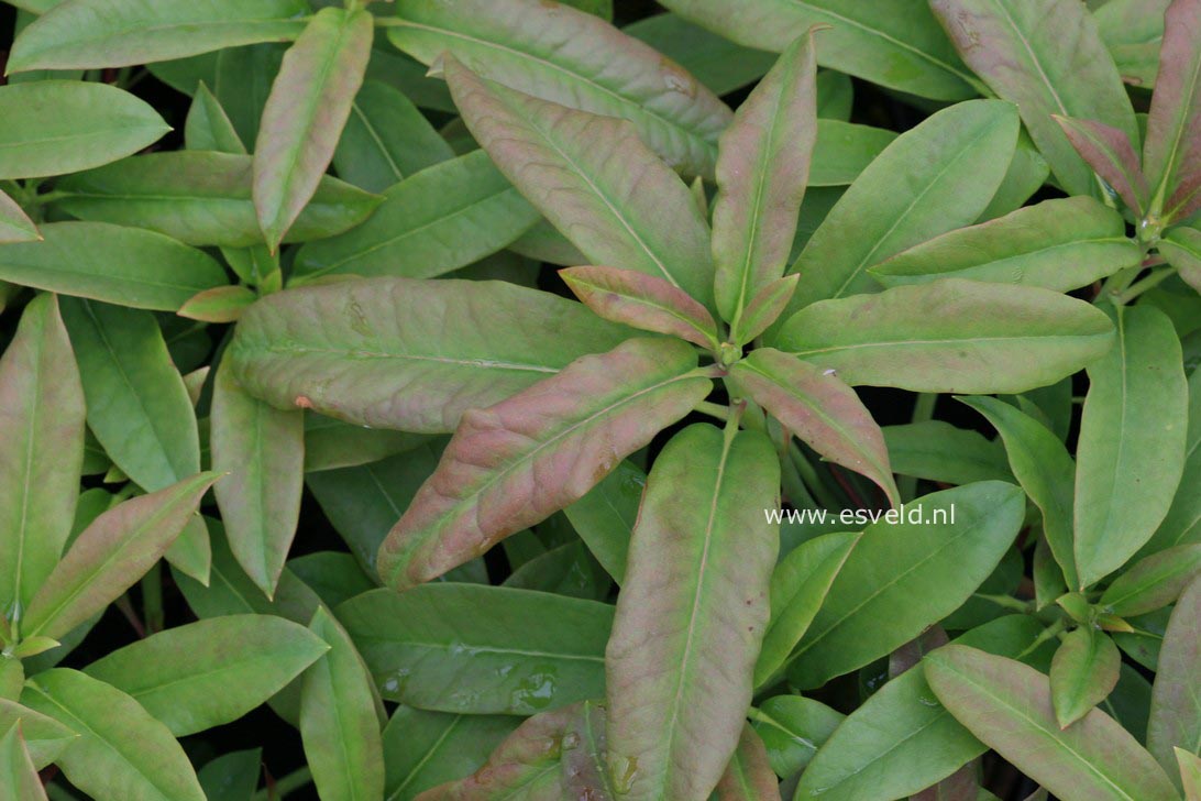 Rhododendron decorum subsp. diaprepes