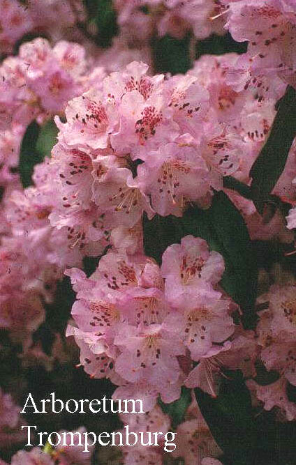 Rhododendron desquamatum