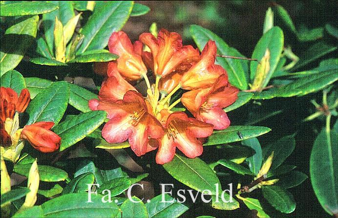 Rhododendron dichroanthum scyphocalyx