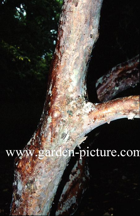 Rhododendron falconeri