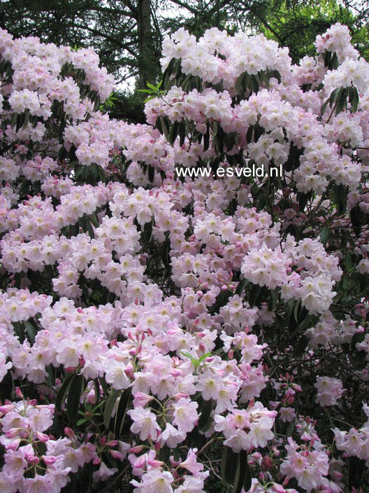 Rhododendron fortunei discolor