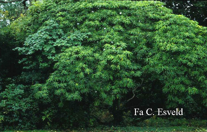 Rhododendron fortunei