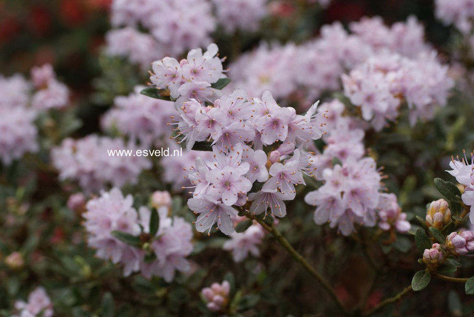 Rhododendron impeditum 'White Form'