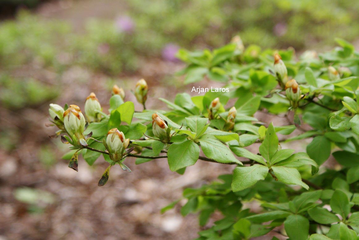 Rhododendron kaempferi