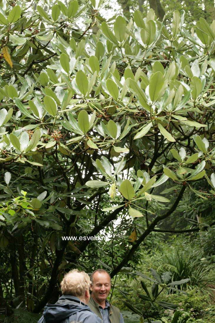 Rhododendron macabeanum