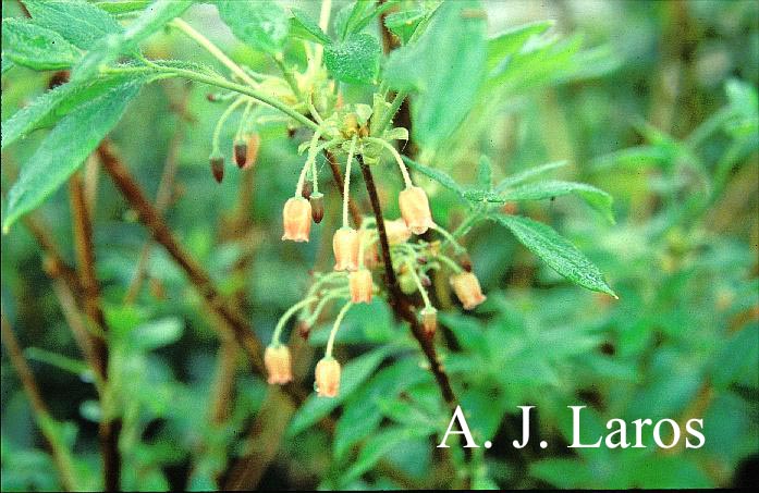 Rhododendron menziesii