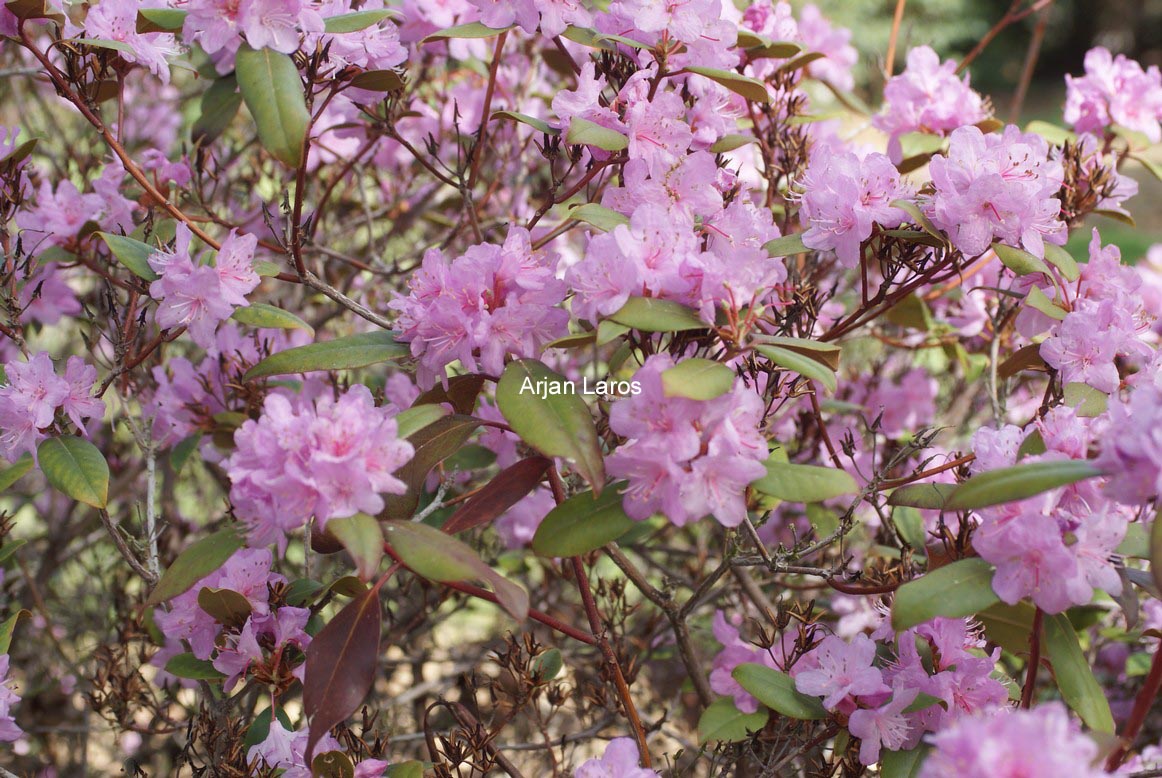 Rhododendron minus