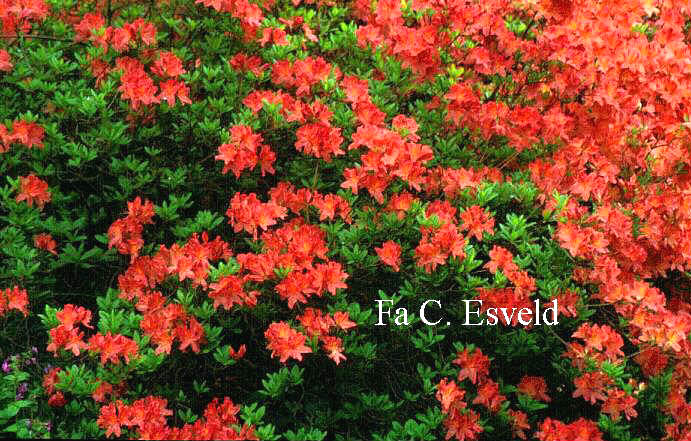 Rhododendron molle subsp. japonicum