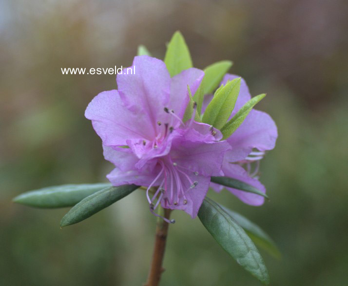 Rhododendron mucronulatum