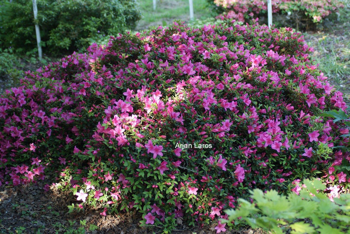 Rhododendron nakaharae