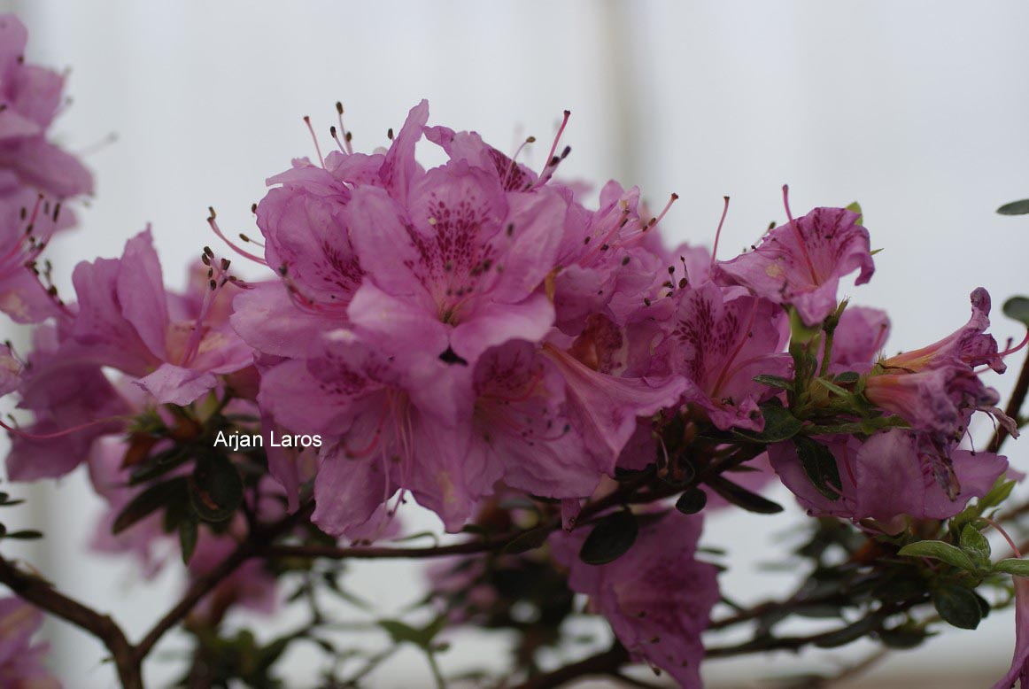Rhododendron noriakianum
