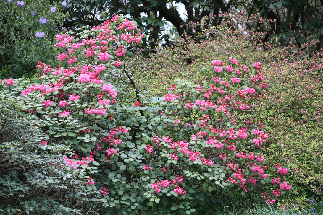 Rhododendron orbiculare