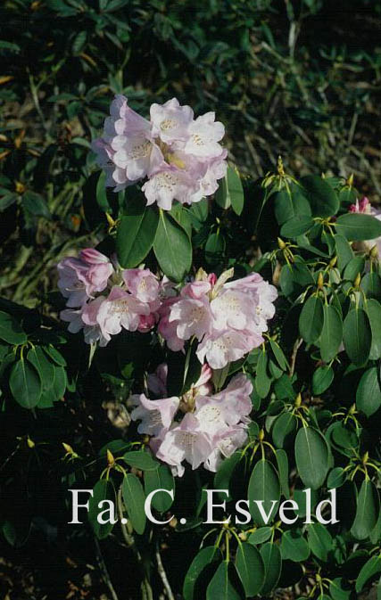 Rhododendron oreodoxa
