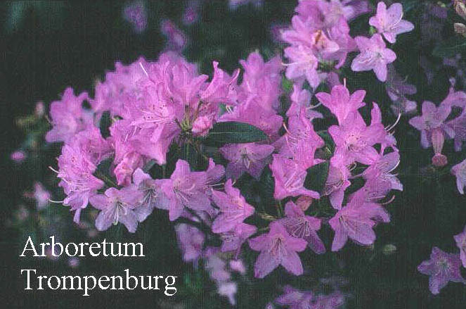 Rhododendron oreotrephes