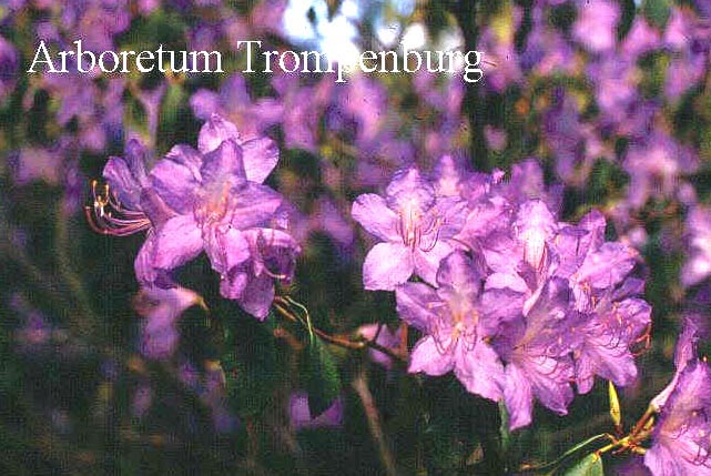 Rhododendron polycladum