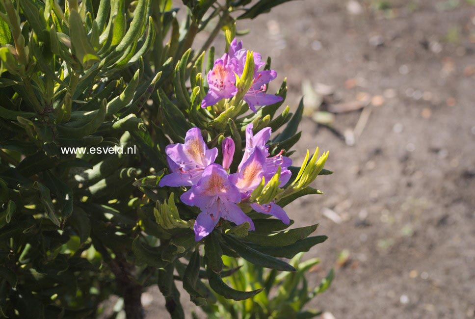 Rhododendron ponticum 'Cheiranthifolium'