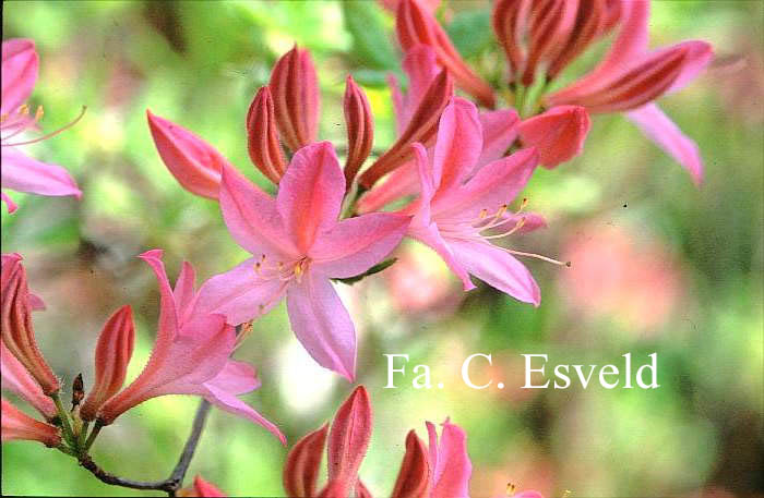 Rhododendron prinophyllum