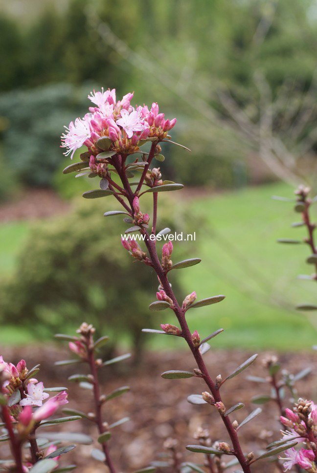 Rhododendron racemosum