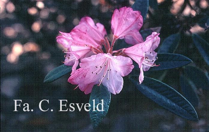 Rhododendron recurvoides