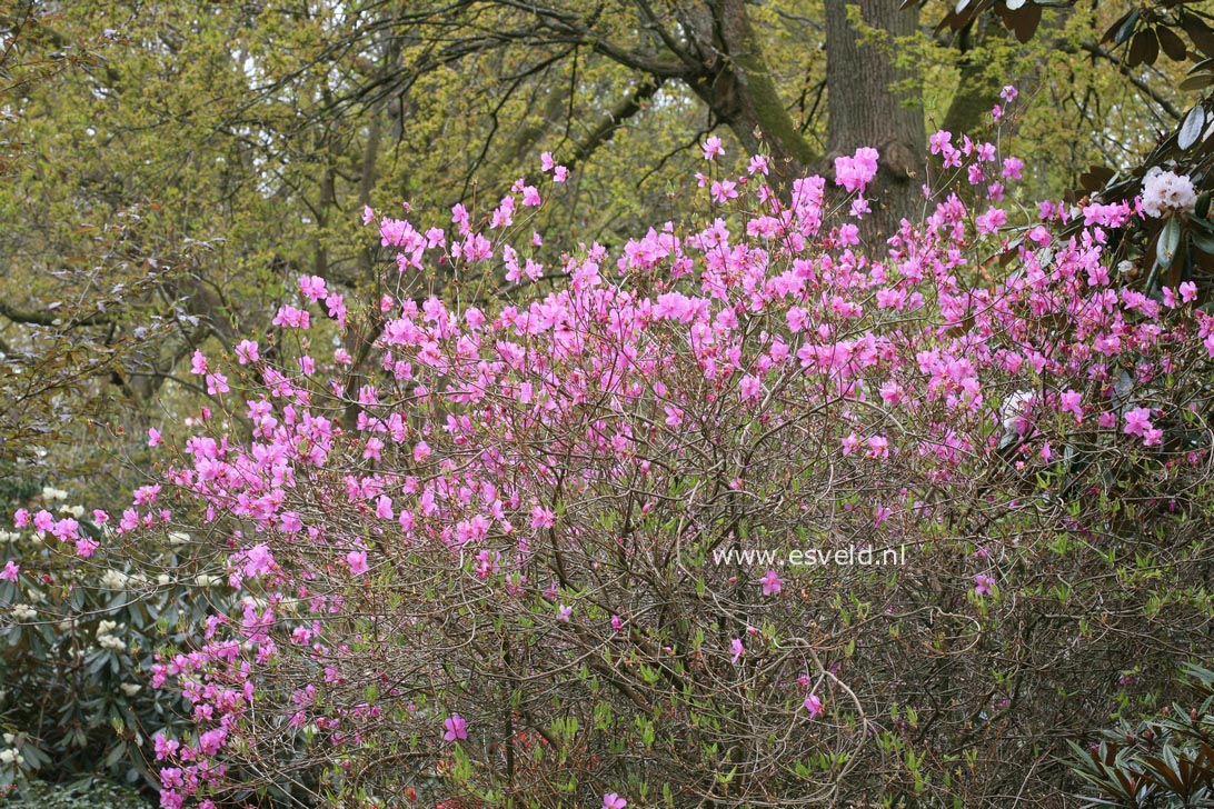Rhododendron reticulatum