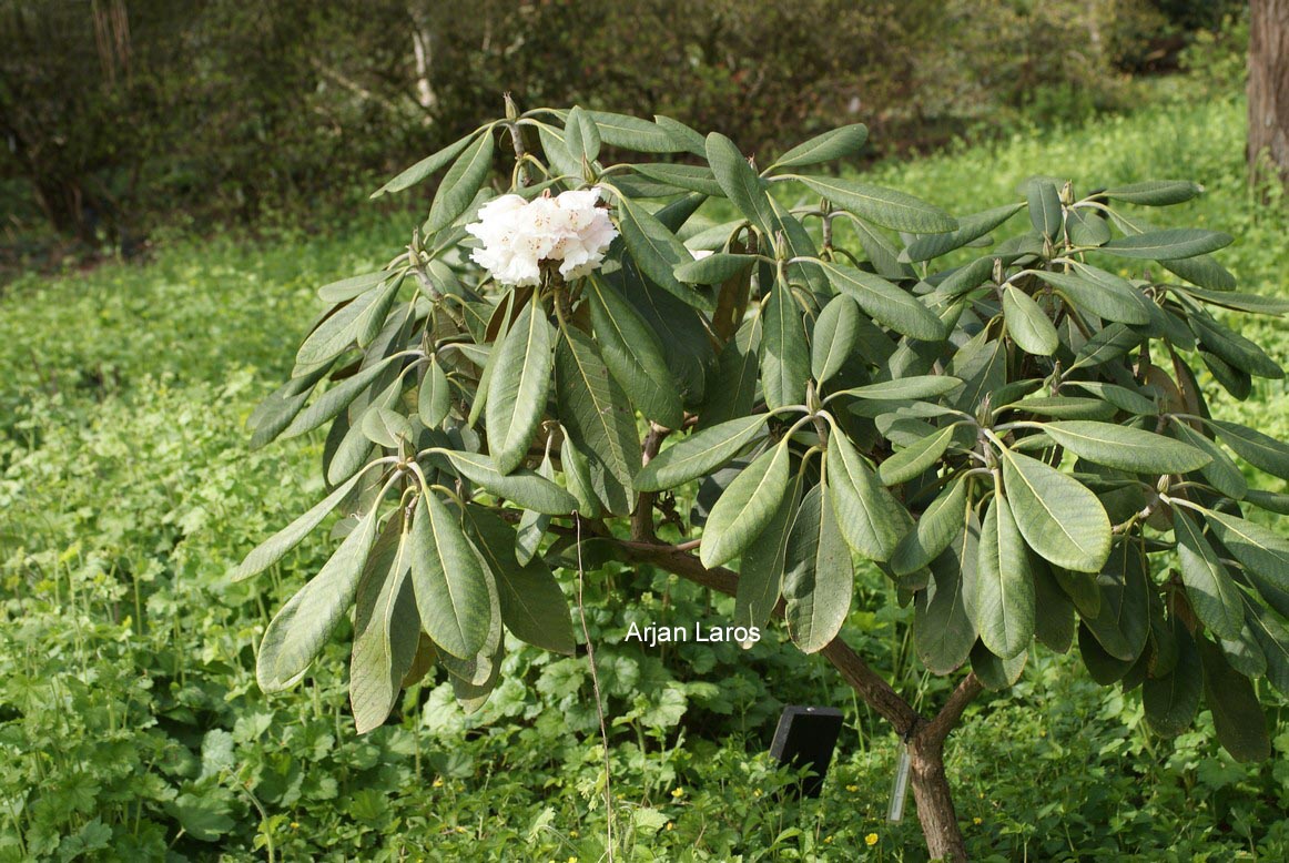 Rhododendron rex