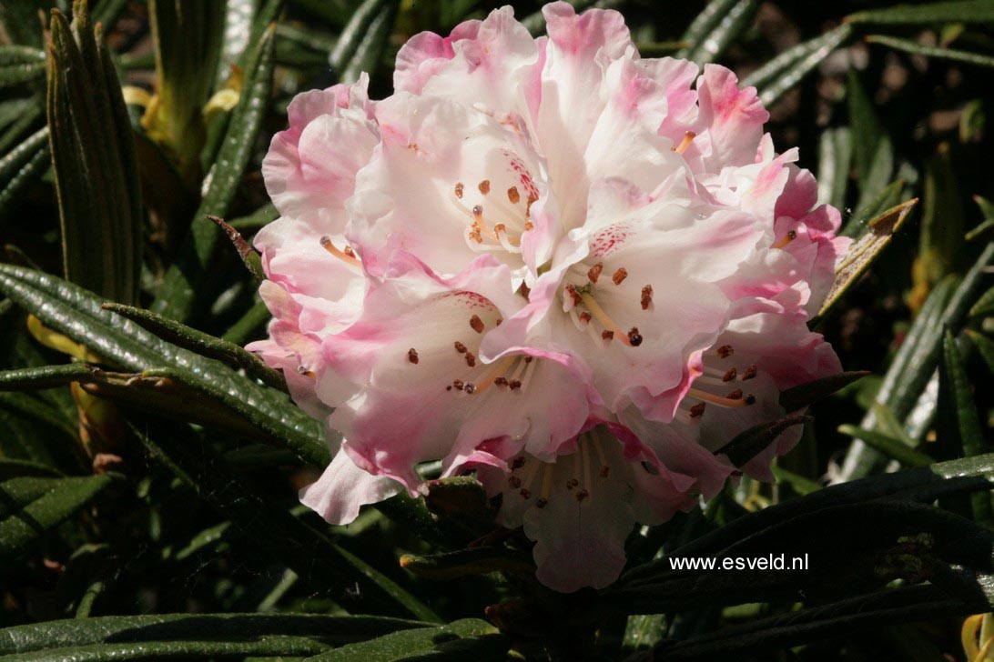 Rhododendron roxieanum