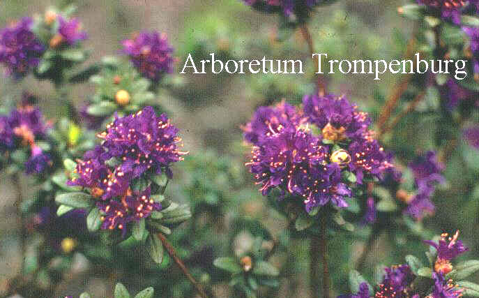 Rhododendron russatum