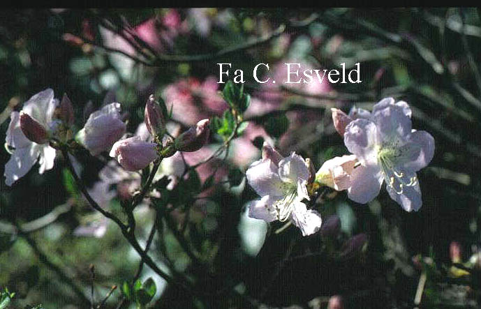 Rhododendron schlippenbachii