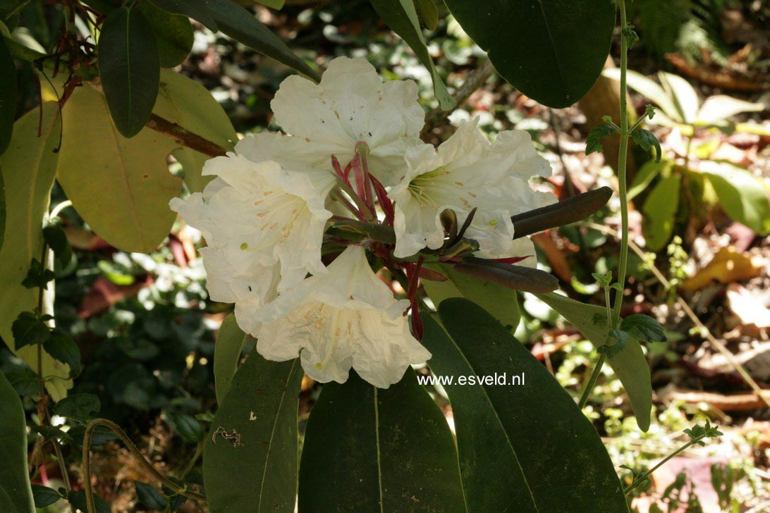 Rhododendron serotinum