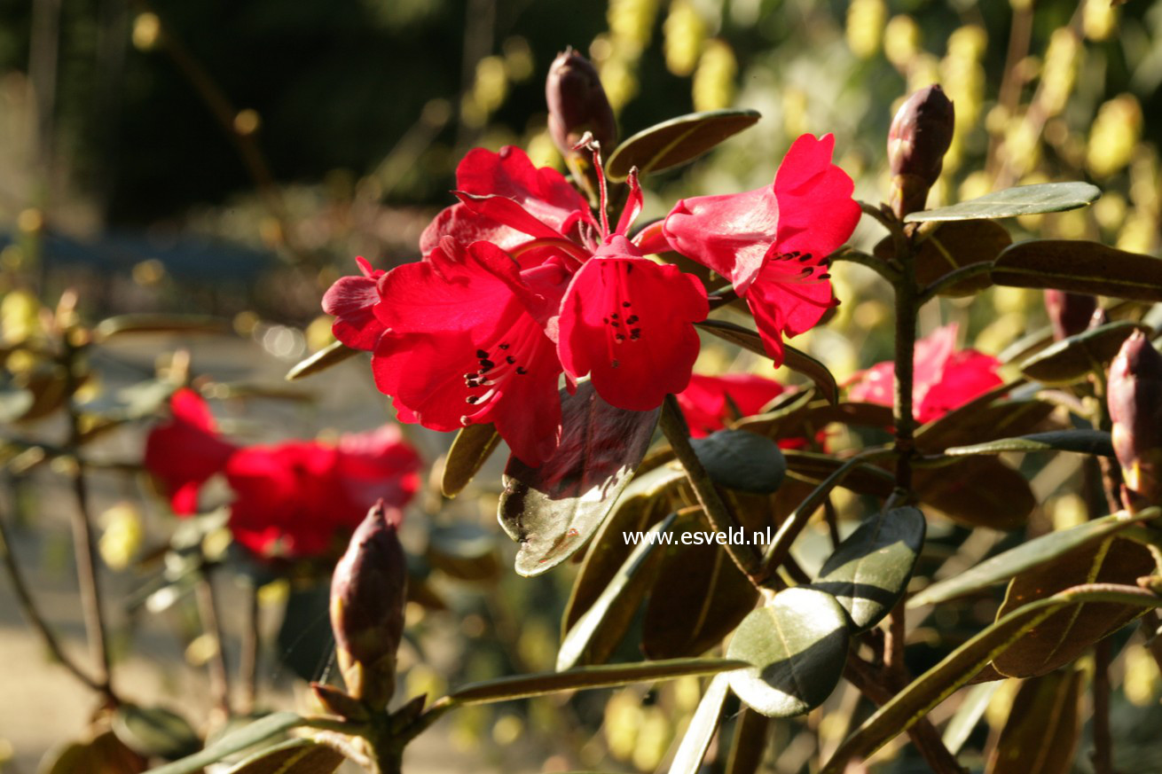 Rhododendron sherriffii
