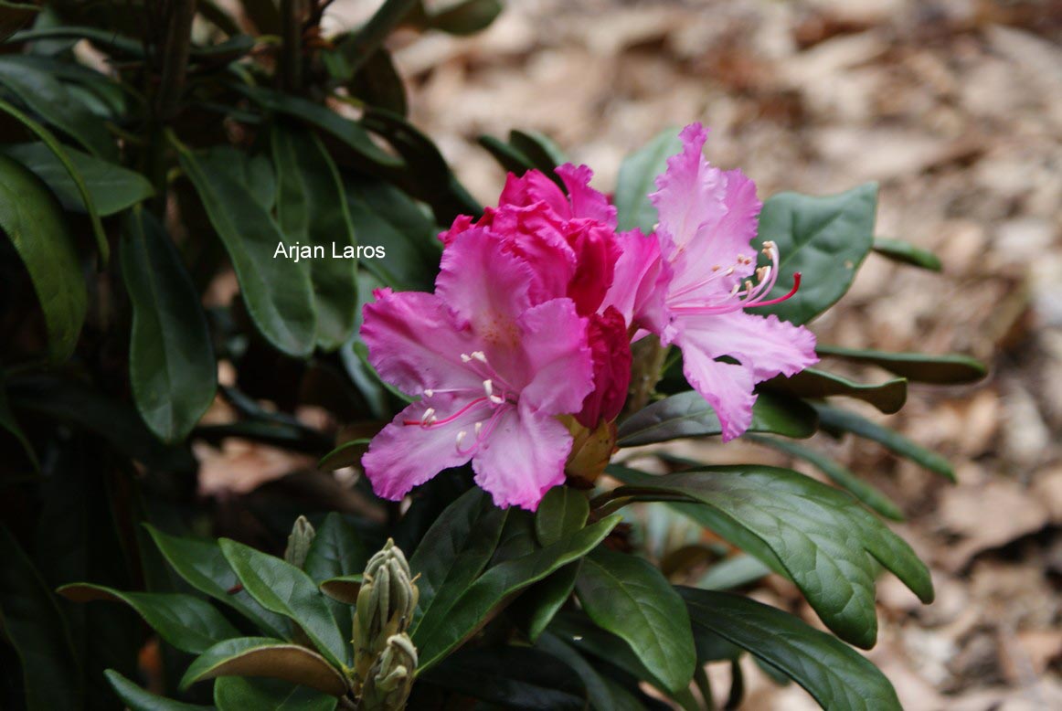 Rhododendron smirnowii