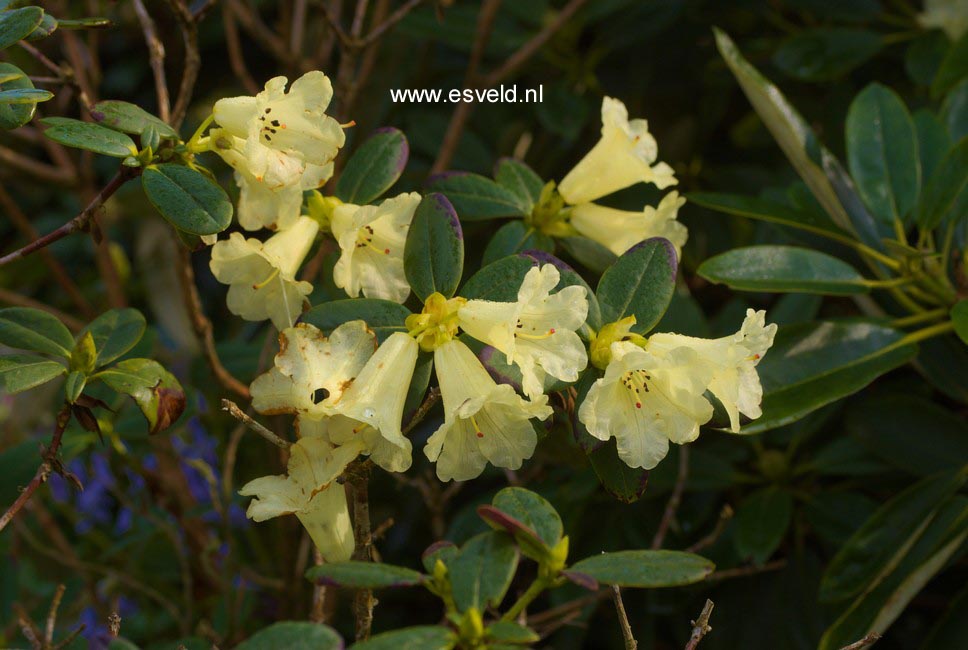 Rhododendron temenium var. dealbatum