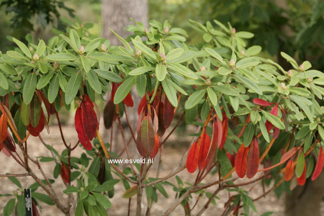 Rhododendron vernicosum