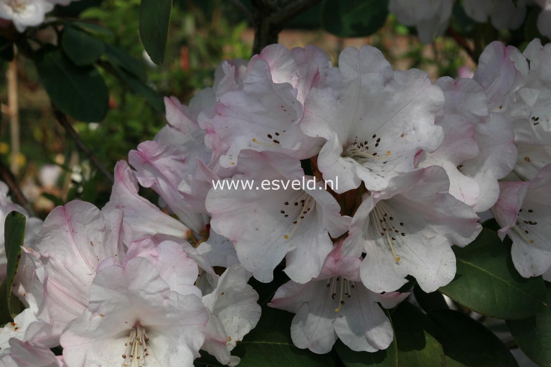 Rhododendron wallichii