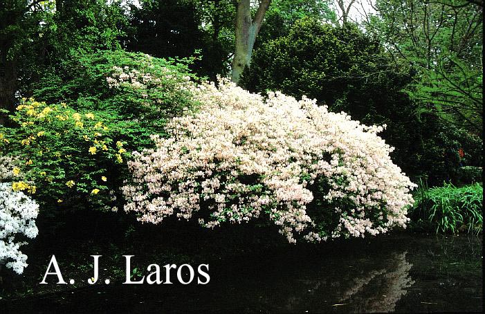 Rhododendron williamsianum