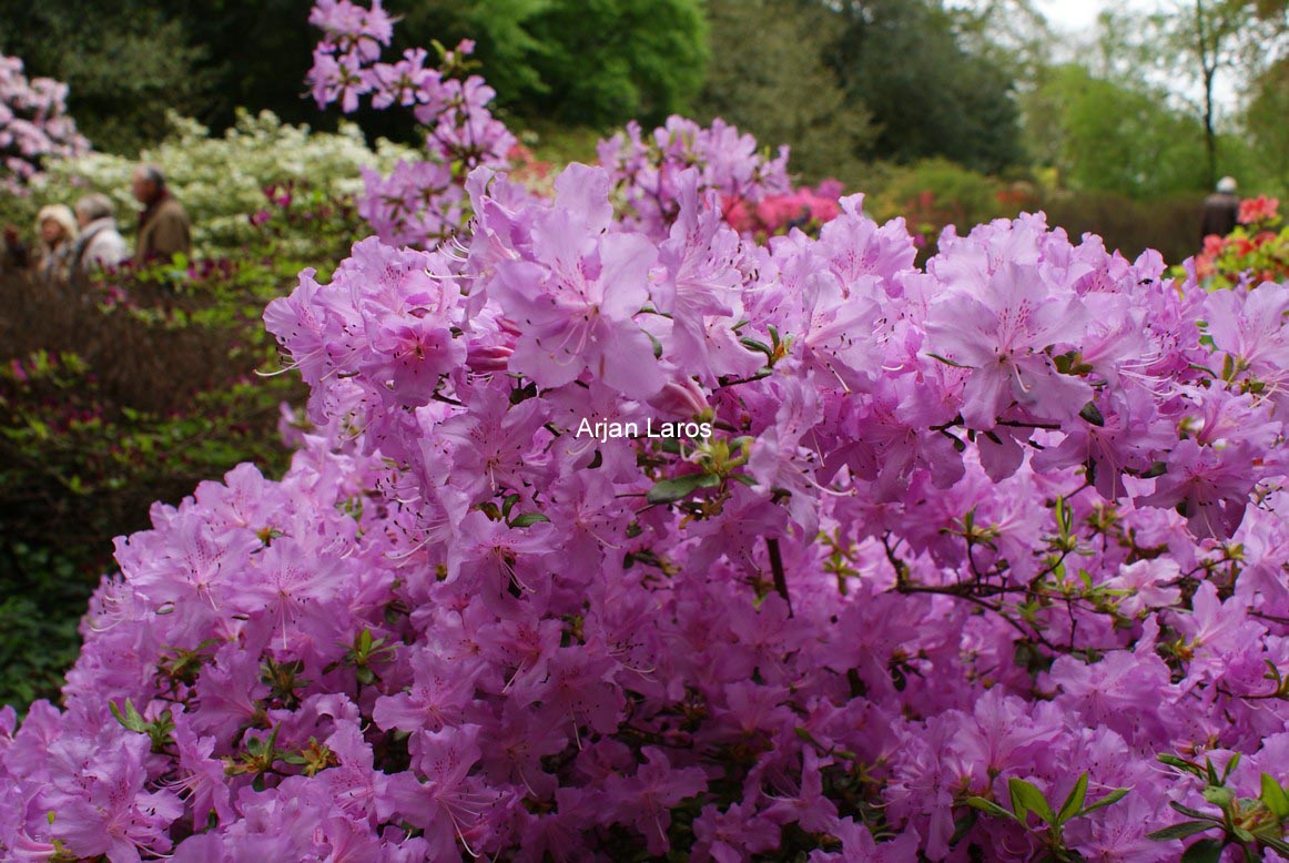Rhododendron yedoense poukhanense