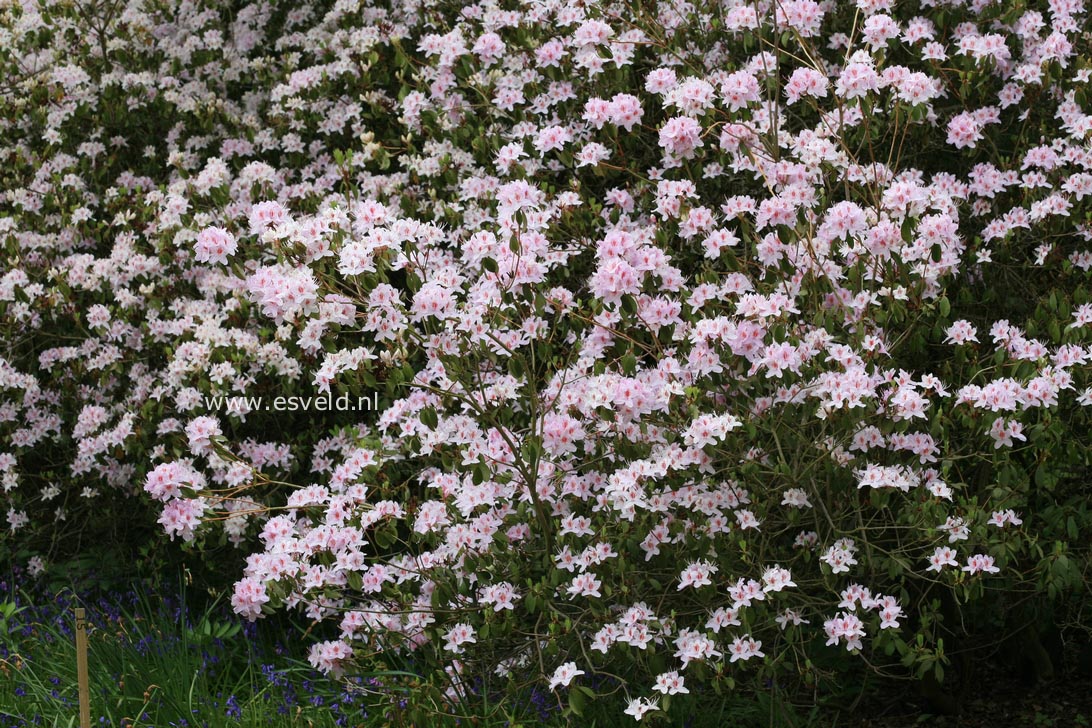 Rhododendron yunnanense