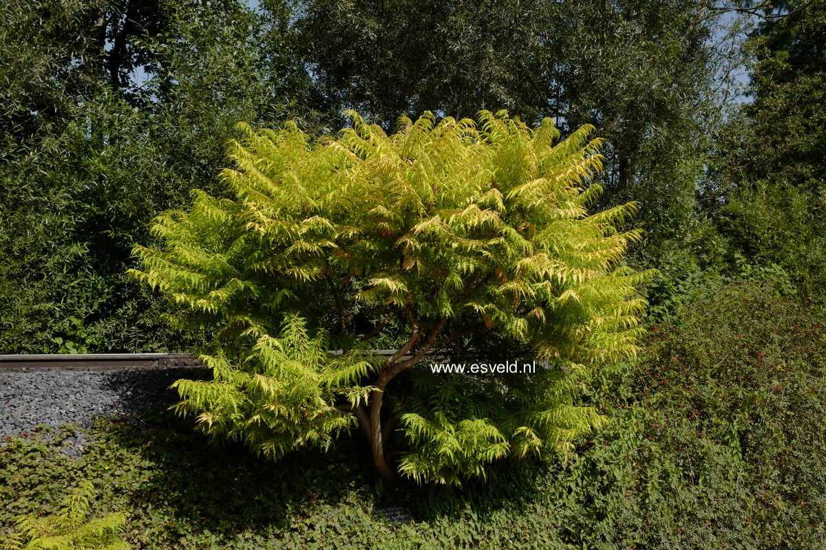 Rhus typhina 'Bailtiger' (TIGER EYES)