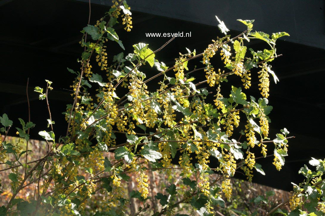 Ribes magellanicum