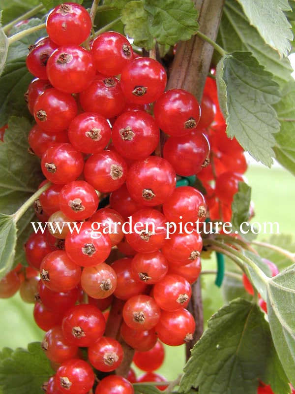 Ribes rubrum 'Rovada'