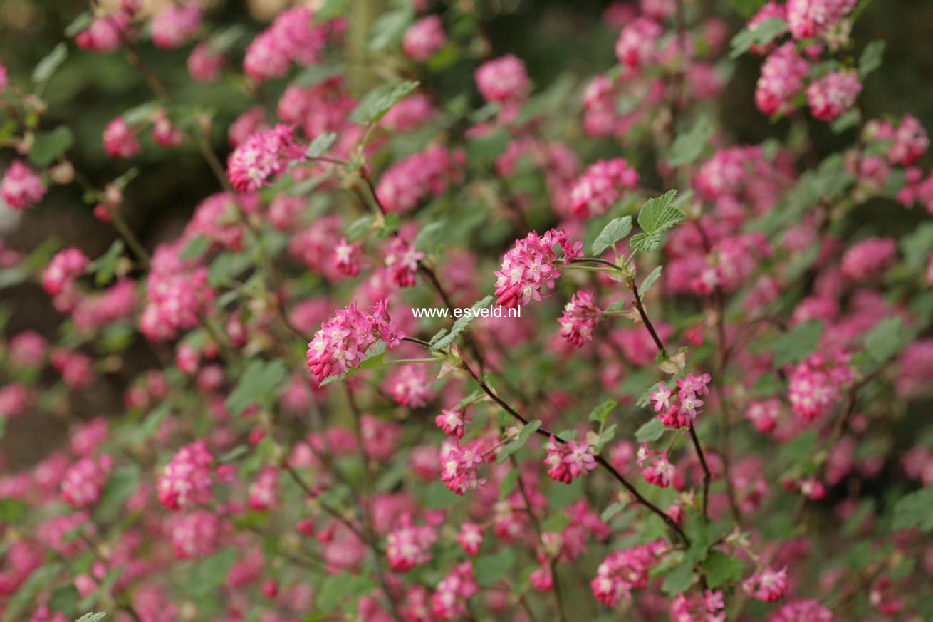 Ribes sanguineum 'Pink Rain'