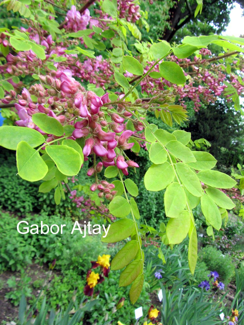 Robinia hispida 'Macrophylla'