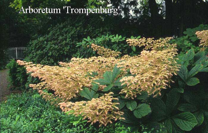 Rodgersia aesculifolia