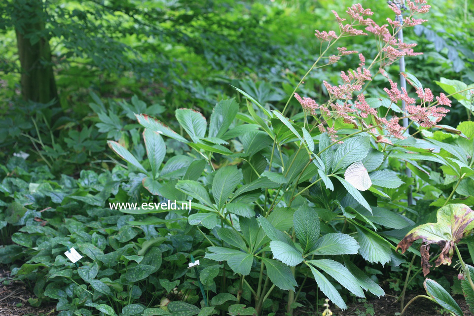 Rodgersia pinnata 'Die Stolze'